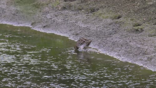 great snipe wading bird foraging in the water of a large pond