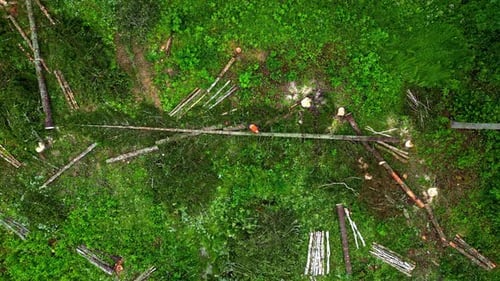 A logging site in a lush green forest with scattered felled trees, aerial view