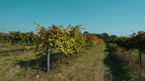 Vineyard Row Rotation Shot at South Georgia Winery, Nature Stock ...