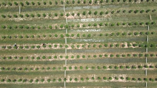 Aerial View of Outdoor Organic Marijuana Plantation Thailand