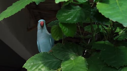 Roseringed Parakeet Parrot Resting on a Tree