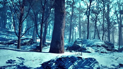 Paysage d'une forêt hivernale effrayante recouverte de brume