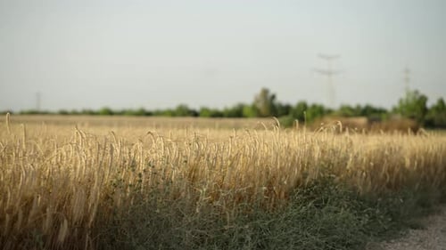 Wide Shot of Golden Wheat Field Swaying in Wind with Green Fields in the Background
