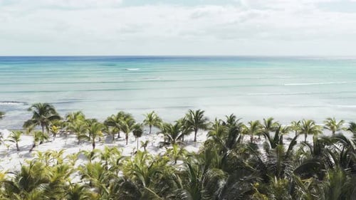 A beautiful landscape aerial video of a beach, palm trees, and the ocean in Cancun, Mexico.
