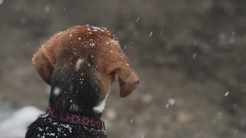 Dog Standing in Snow in Winter