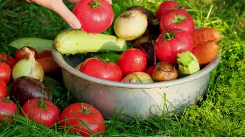 Fresh Vegetables in Bowl on Green Grass