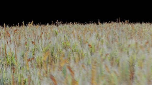 Gras