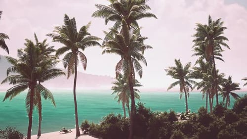 Palm Trees Lining the Serene Beach in the Bahamas on a Sunny Day