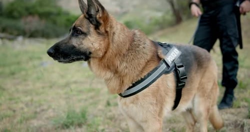 Dog, police officer and man on field, outdoor and training for search, rescue