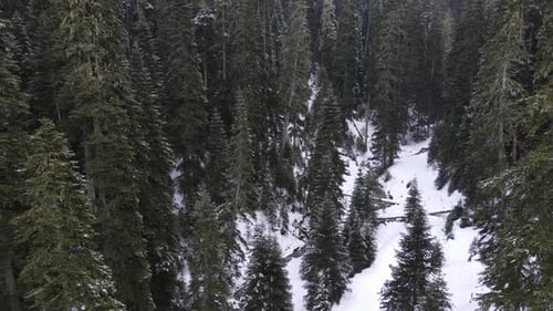 Through the Forest