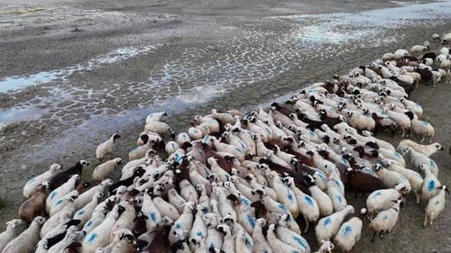 Climate Change And Ecology