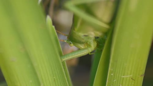 head of camouflaged green Grasshopper sitting On Green Plant Leaf. close-up