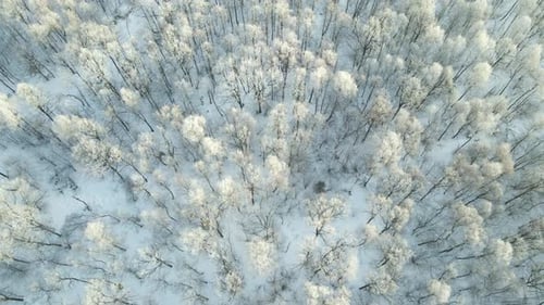 Luftaufnahme des schneebedeckten weißen Waldes mit gefrorenen Bäumen im kalten Winter