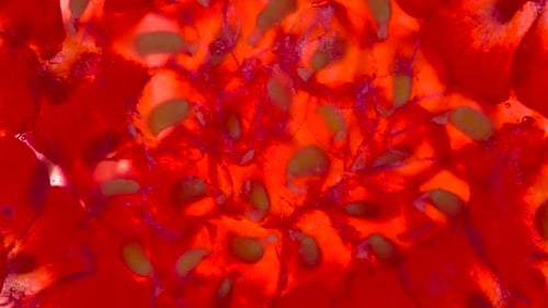 Macro Shot of Raspberry Reveals Juicy Interior