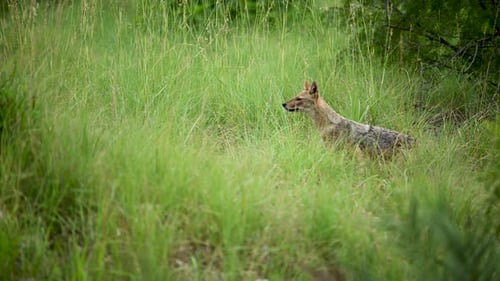Wild Jackal moving through dense green vegetation