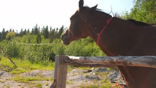Brown Horse Resting Head on Wooden Fence