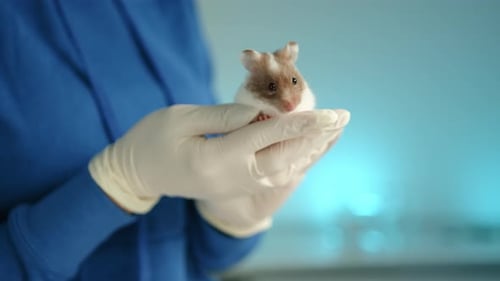 Fancy Mouse Held in Hands By Veterinarian in Medical Gloves in Vet Clinic