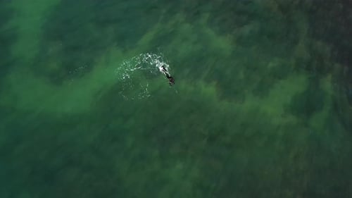 Underwater Hunting Aerial View Scuba Diver Spearfishing in Shallow Ocean Water