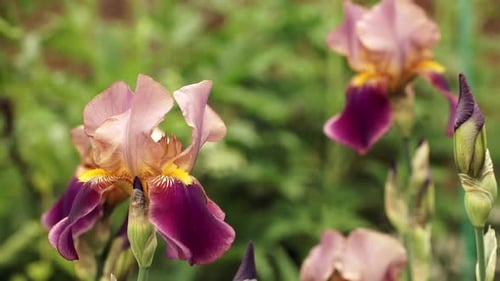 Wind Waves Large Buds Flowers of Purple Iris in Green Summer Garden