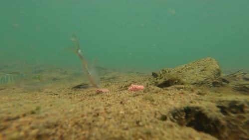 Filmage sous-marin de mérous dans les cours d'eau du sud de la Chine