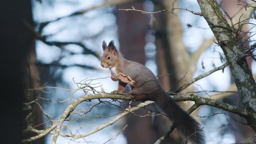 Wild squirrel climbing in tree sitting on the branch