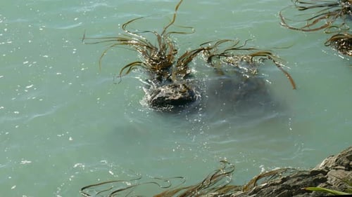 Seaweed's Dance: Faszinierende Bewegung, während Seetang anmutig um die Felsen im bezaubernden Meer navigiert