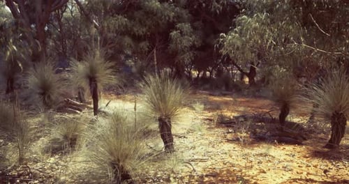Wilderness Area Showcasing Native Plants in Sunlight at Midday