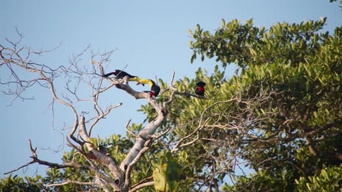 Tucanes con pico de quilla sentados en la copa de un árbol en un bosque tropical
