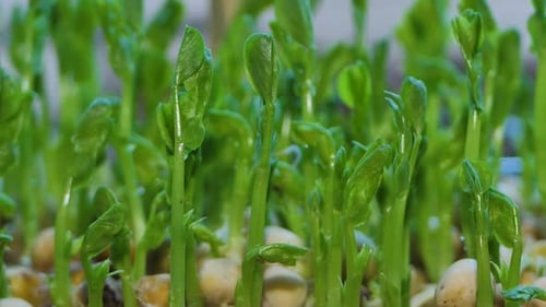 Close-Up of Fresh Green Pea Sprouts Growing