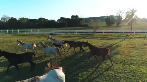 Horses Grazing Freely in Open Pasture at Daytime