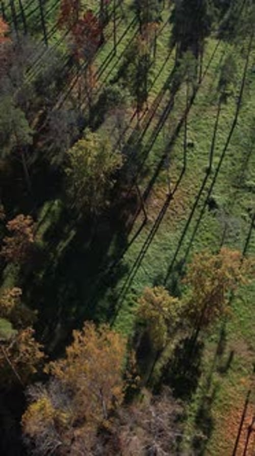Aerial view of colorful autumn foliage and long shadows by the lake