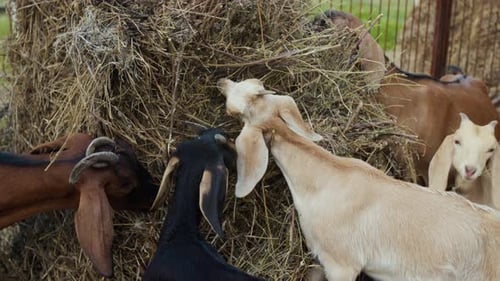 Herd of Free-Roaming Goats Grazing on Stack of Hay at Family Farm