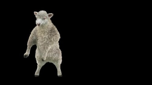 Animated Dancing Sheep Character Loop