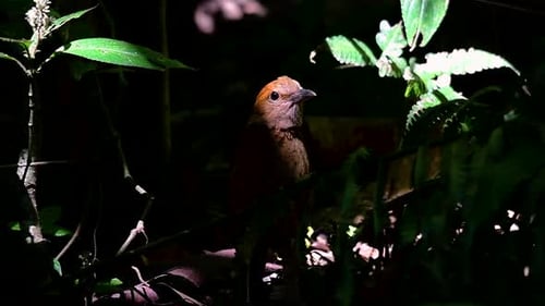 The Rusty-naped Pitta is a confiding bird found in high elevation mountain forests habitats, there a