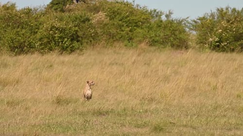 Cheetah scouting the savannah for prey in Kenya, Low point of view