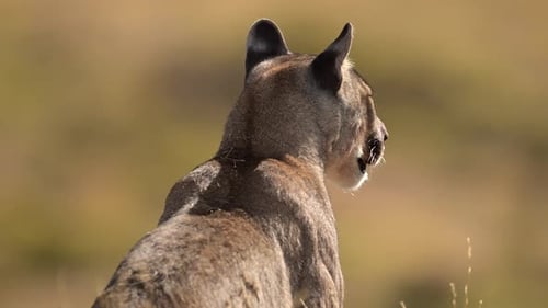 Puma scouting Torres Del Paine grassland, Chile