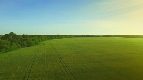 Luftlandschaft auf Weizenfeldern. Luftaufnahme des landwirtschaftlichen Feldes Gerste. Schöne grüne Wiese