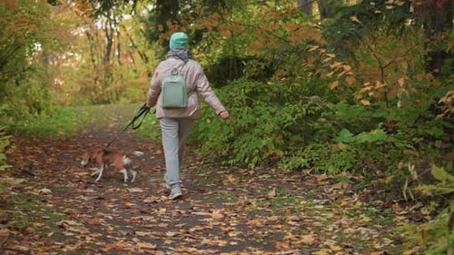 Woman Walking Beagle Dog Through Forest Trail While Picking Leaf During Autumn Stroll