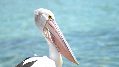 Close up of a Pelican bird in Australia