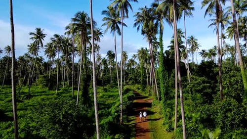 Walking Through Lush Palm Forests on Koh Mak Island in Thailand
