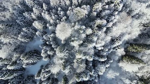 Aerial drone view of frozen trees in the forest. Mountain landscape on a sunny winter day.
