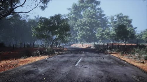 Asphalt Road Through the Deep Forest