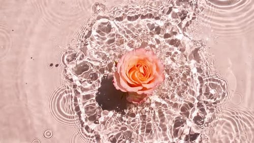 Pink and Orange Rose Floating in Rippling Water