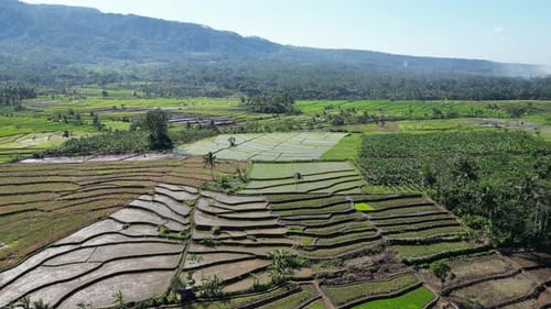 Rice Field Aerial Shot in Purwokerto