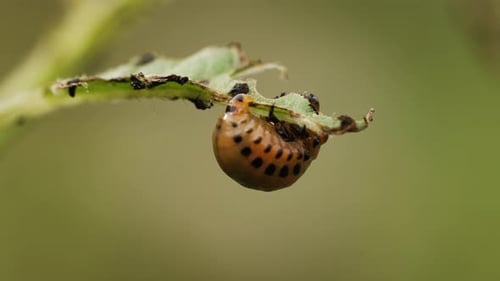 Unersättliche Kartoffelkäferlarven, die Kartoffelblätter verschlingen und schwere Ernteschäden verursachen und