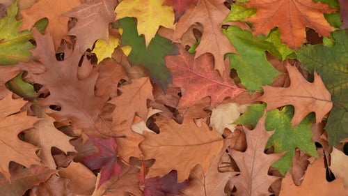 Colorful Fallen Oak Leaves in Autumn Season