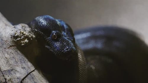 Plan rapproché d'un serpent boa noir