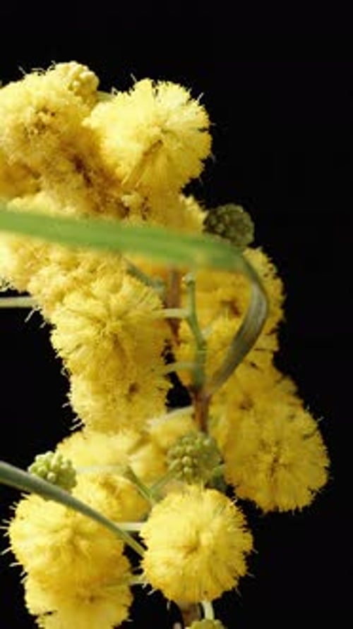 A Mimosa branch with yellow Flowers rotates on a black Background. close-up. Vertical.
