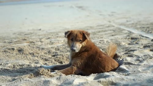 Eine schöne Wasserhunderasse, die friedlich am Sandstrand ruht und die ruhige Landschaft bewundert