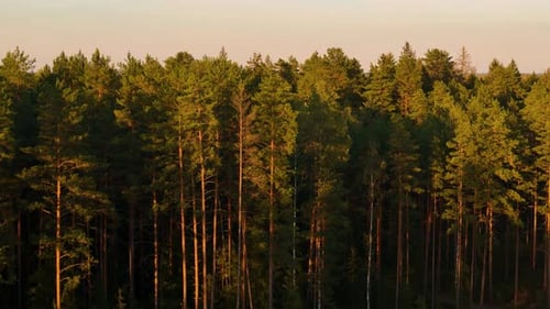 drone fly close to north east European forest tree taiga tundra vegetation revealing a small village